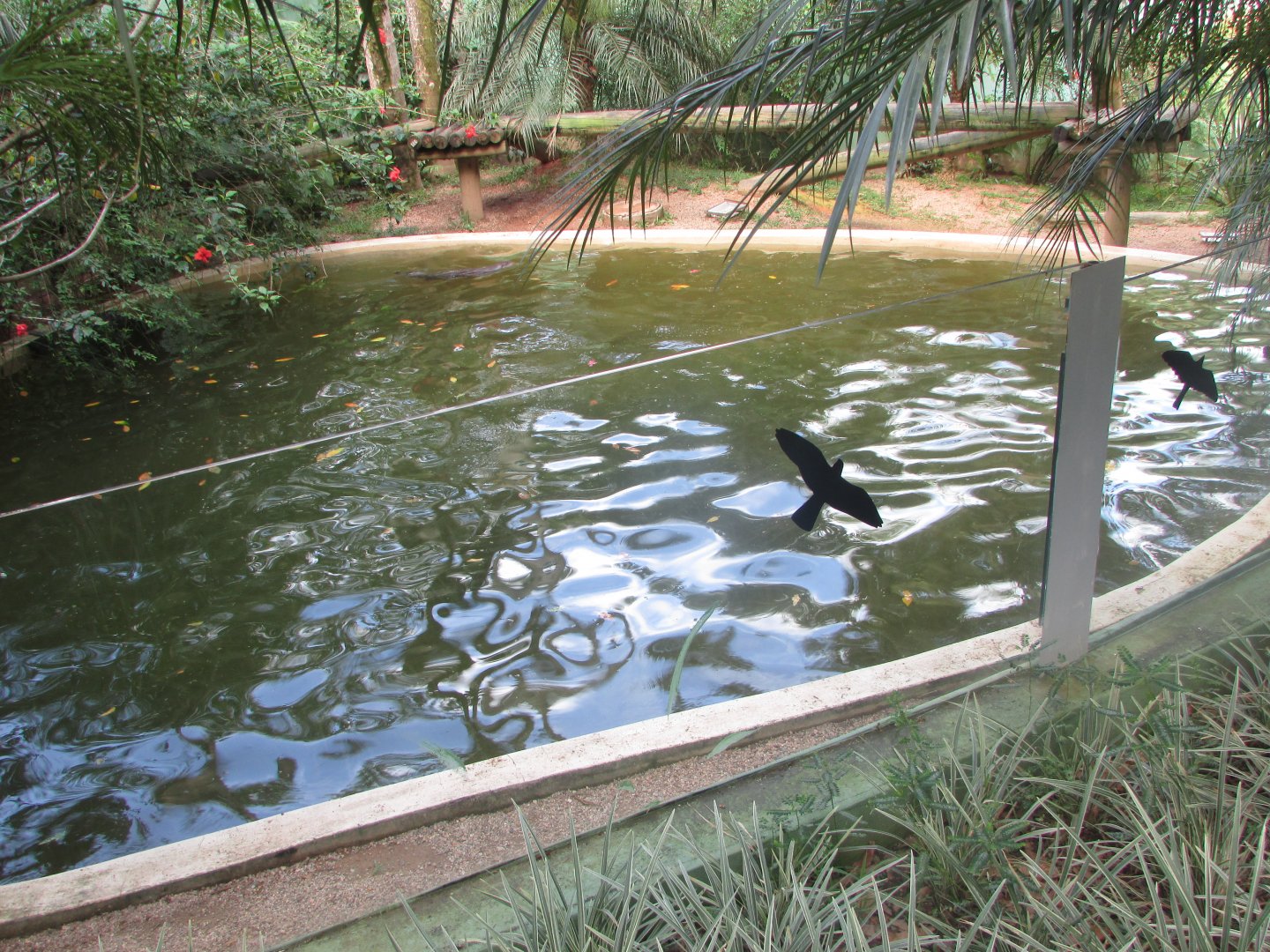 BioParque Zoo Pomerode - Otter exhibit (and otter)