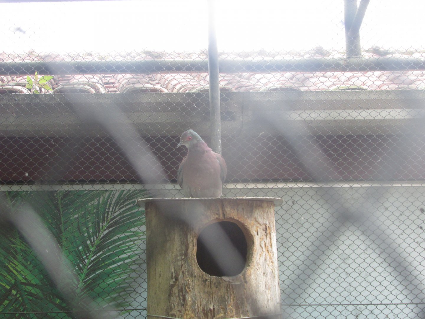 BioParque Zoo Pomerode - Pale-vented pigeon