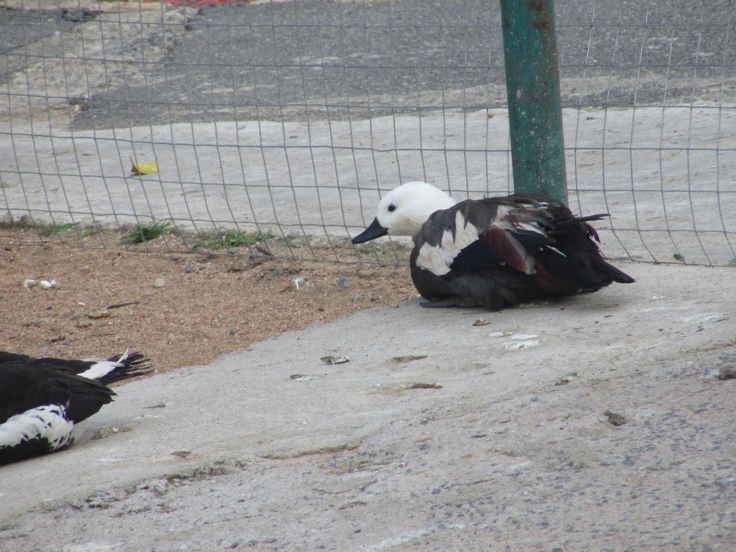 BioParque Zoo Pomerode - Paradise shelduck