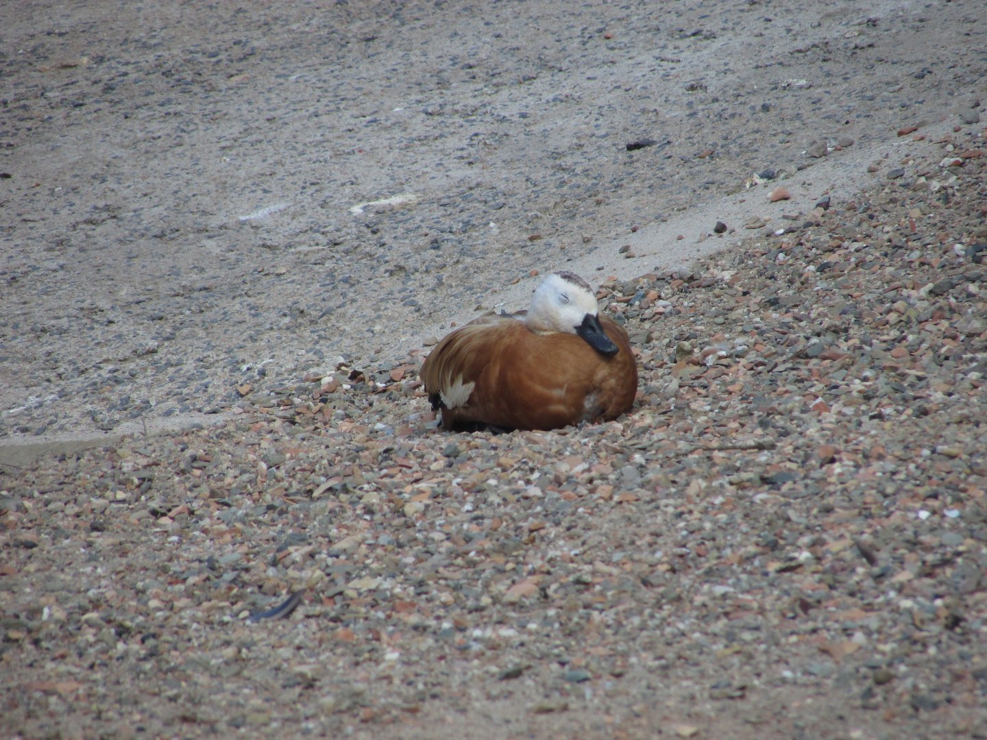 BioParque Zoo Pomerode - Paradise shelduck