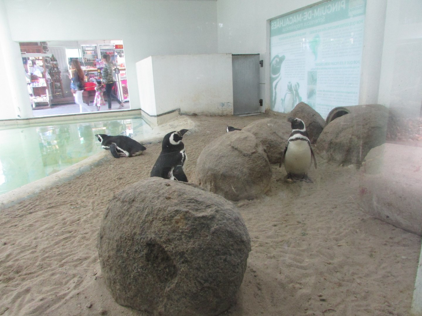 BioParque Zoo Pomerode - Penguin