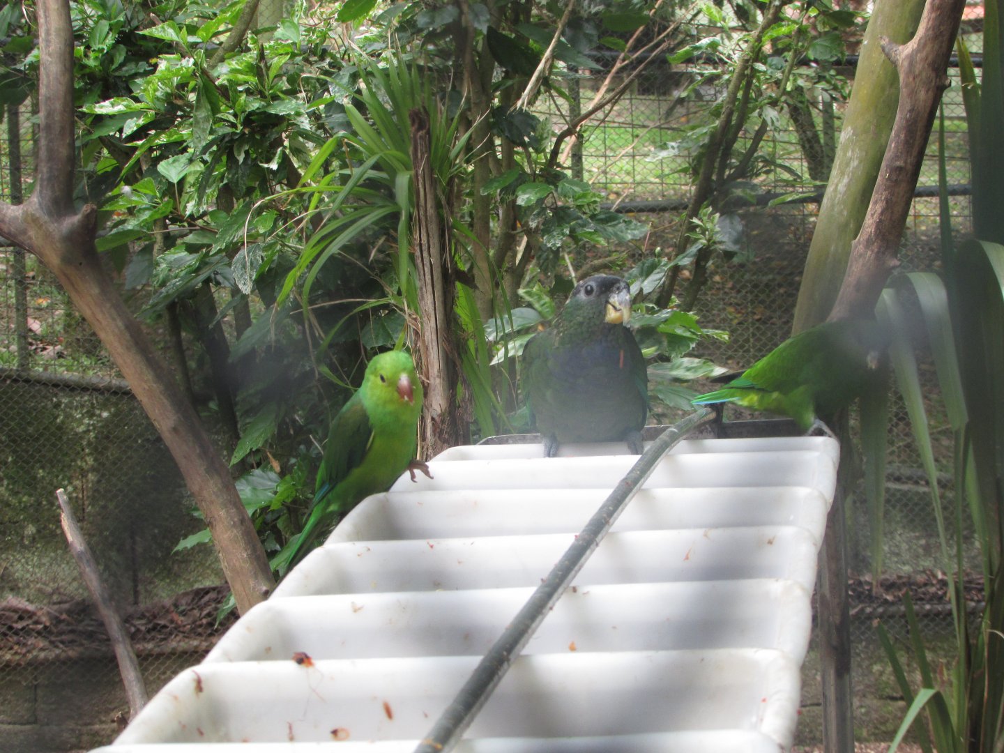 BioParque Zoo Pomerode - Plain parakeet and scaly-headed parrot