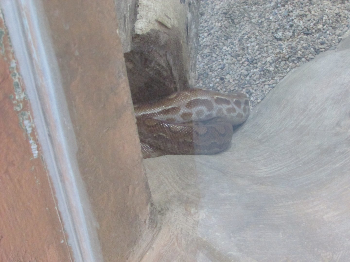 BioParque Zoo Pomerode - Rainbow boa species?