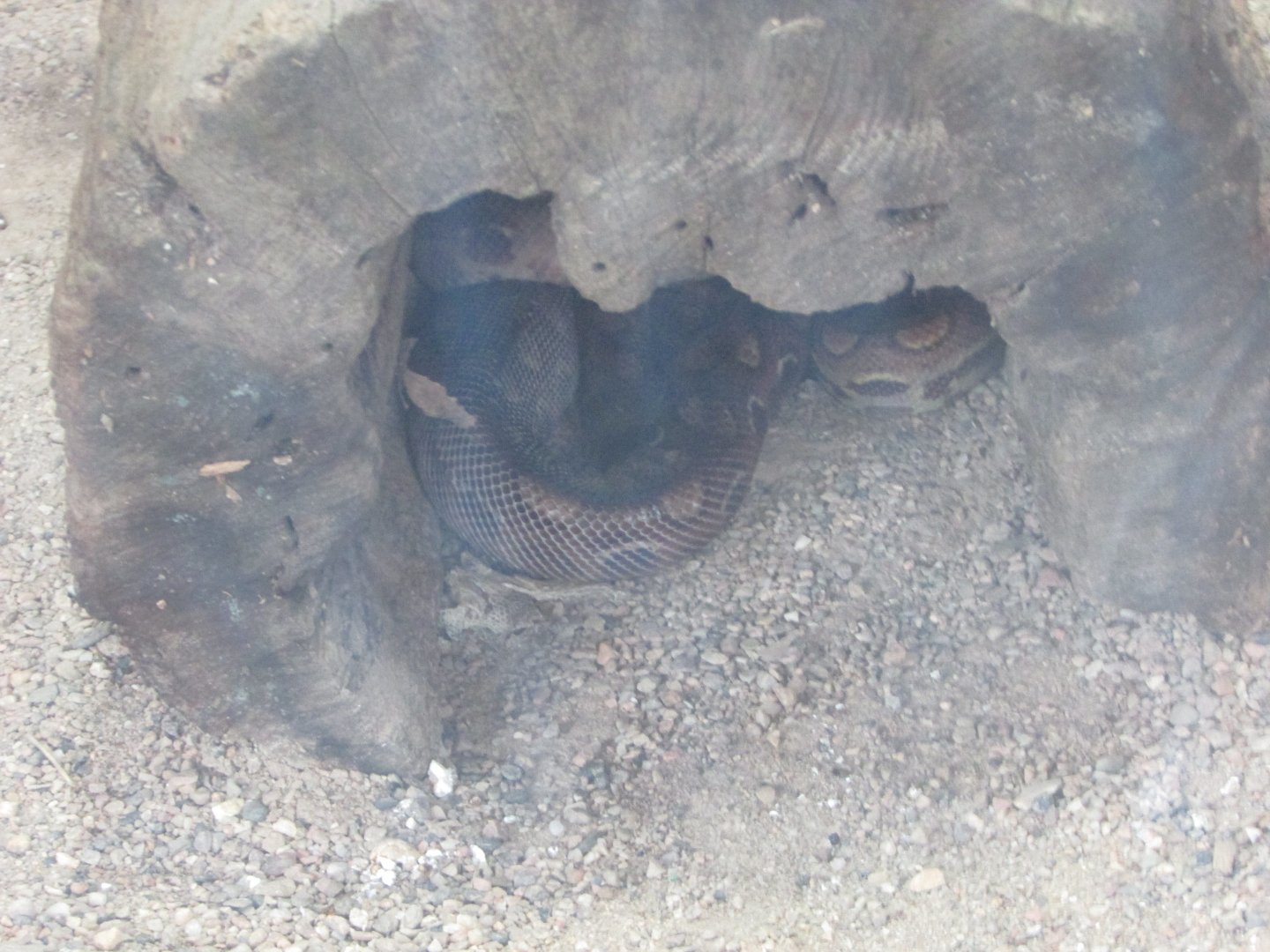BioParque Zoo Pomerode - Rainbow boa species?