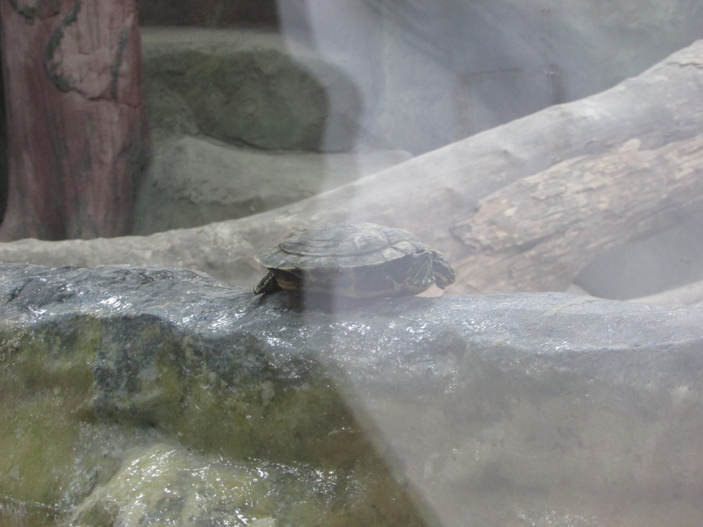 BioParque Zoo Pomerode - Red-eared slider