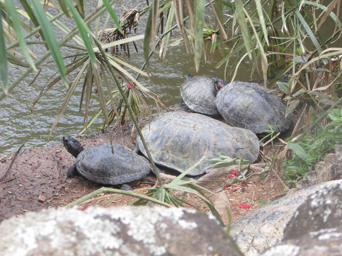 BioParque Zoo Pomerode - Red-eared sliders and unidentified turtle