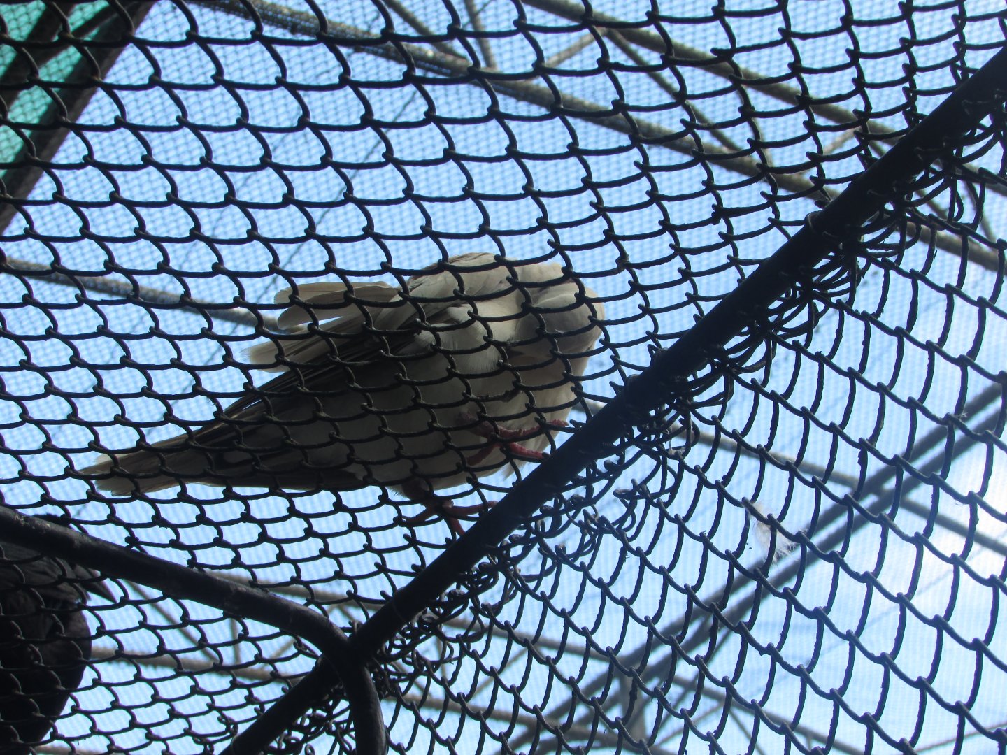 BioParque Zoo Pomerode - Ring-necked dove