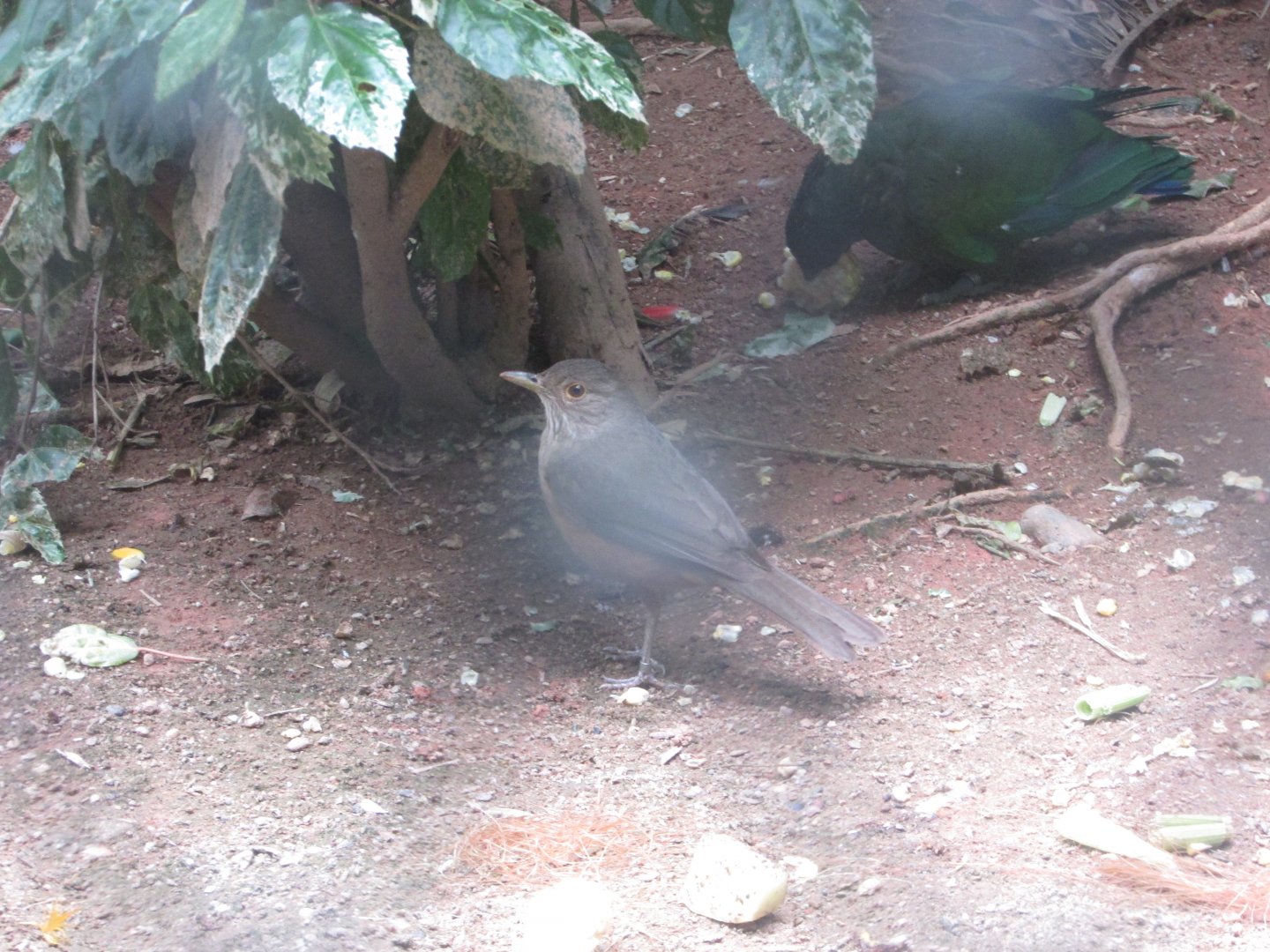 BioParque Zoo Pomerode - Rufous-bellied thrush