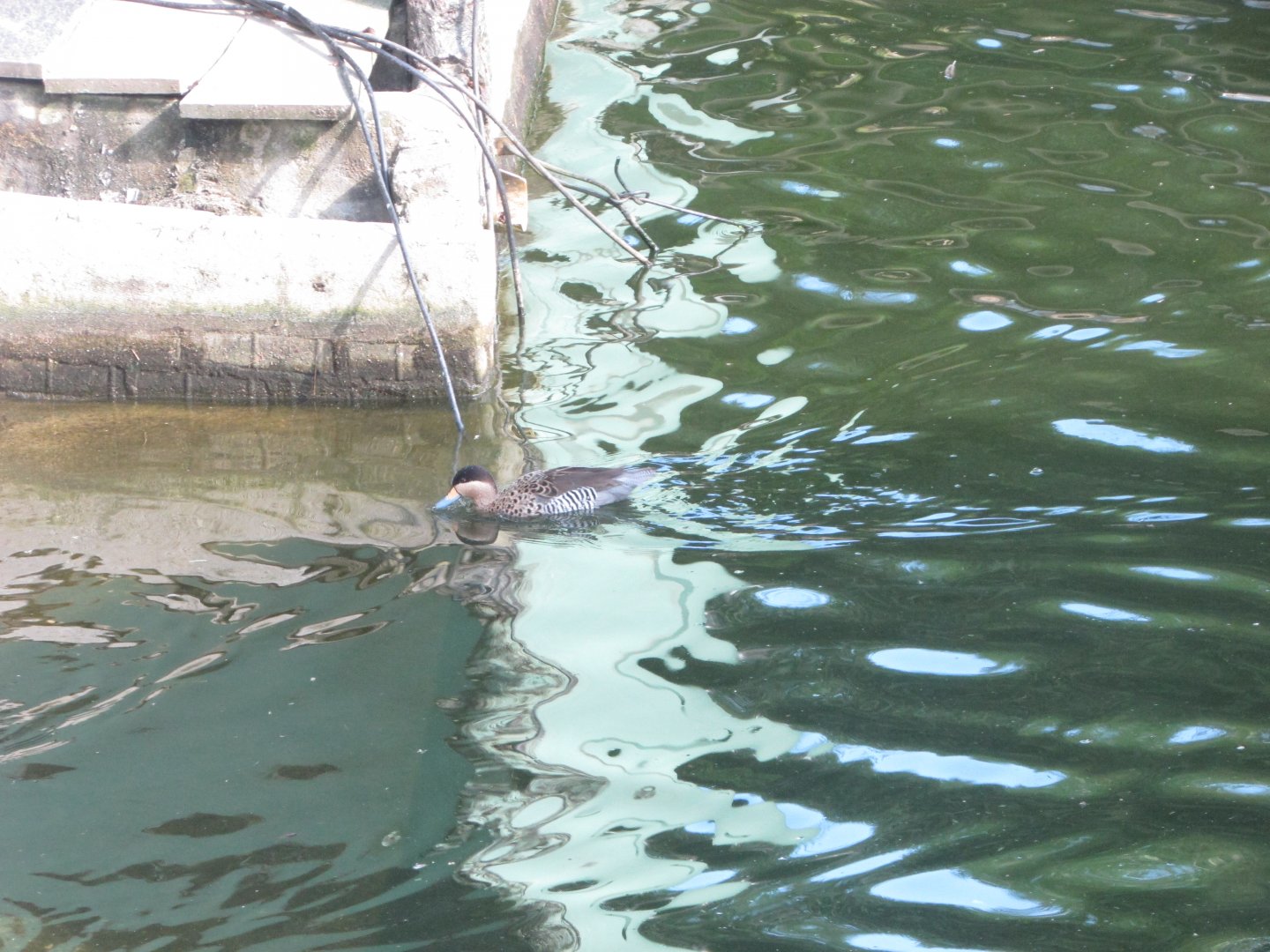 BioParque Zoo Pomerode - Silver teal