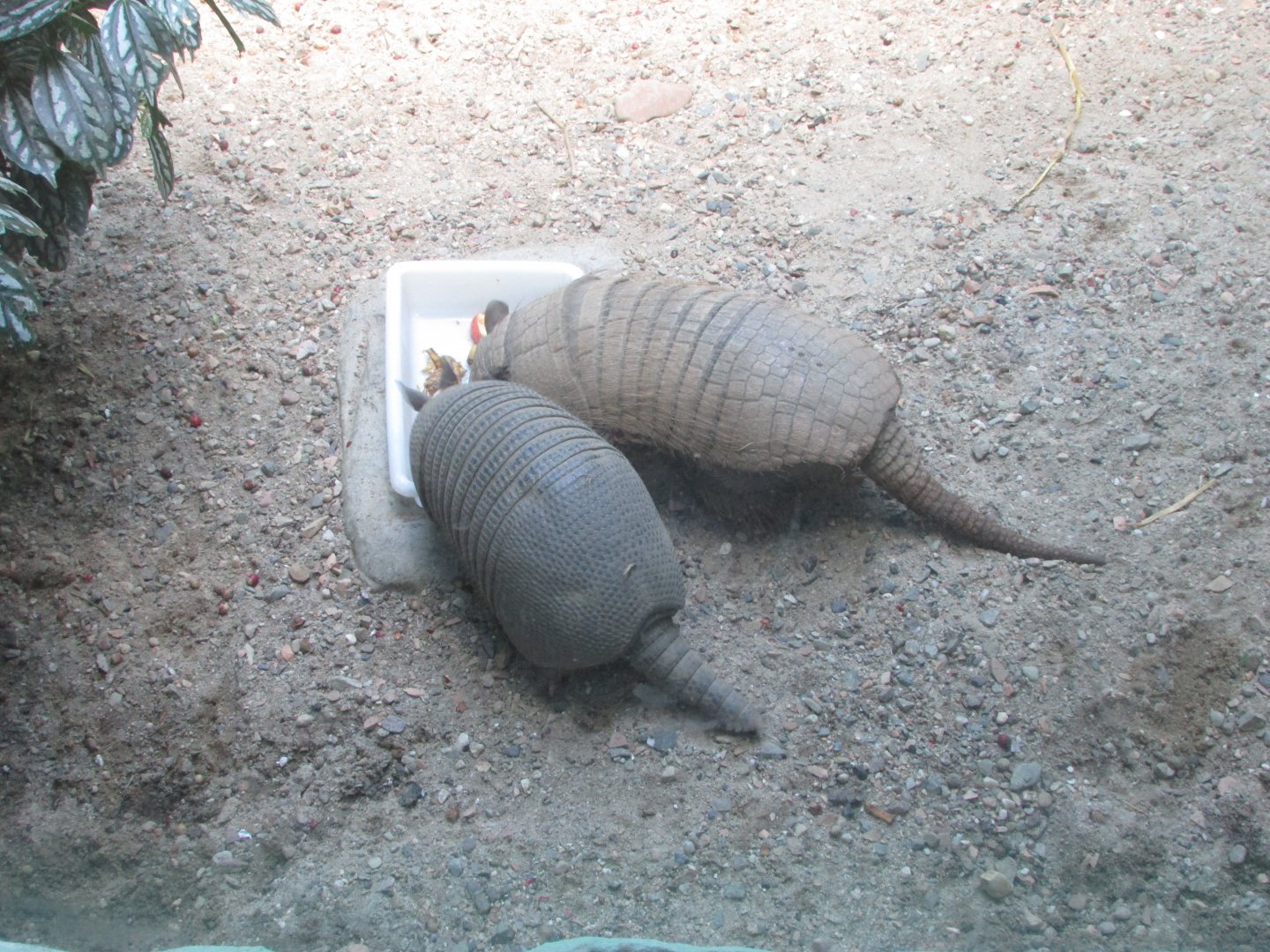 BioParque Zoo Pomerode - Six and nine-banded armadillos
