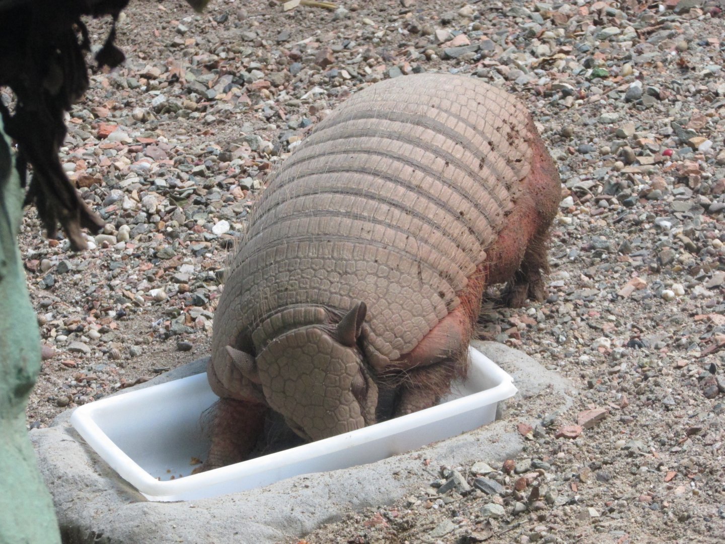 BioParque Zoo Pomerode - Six-banded armadillo close-up