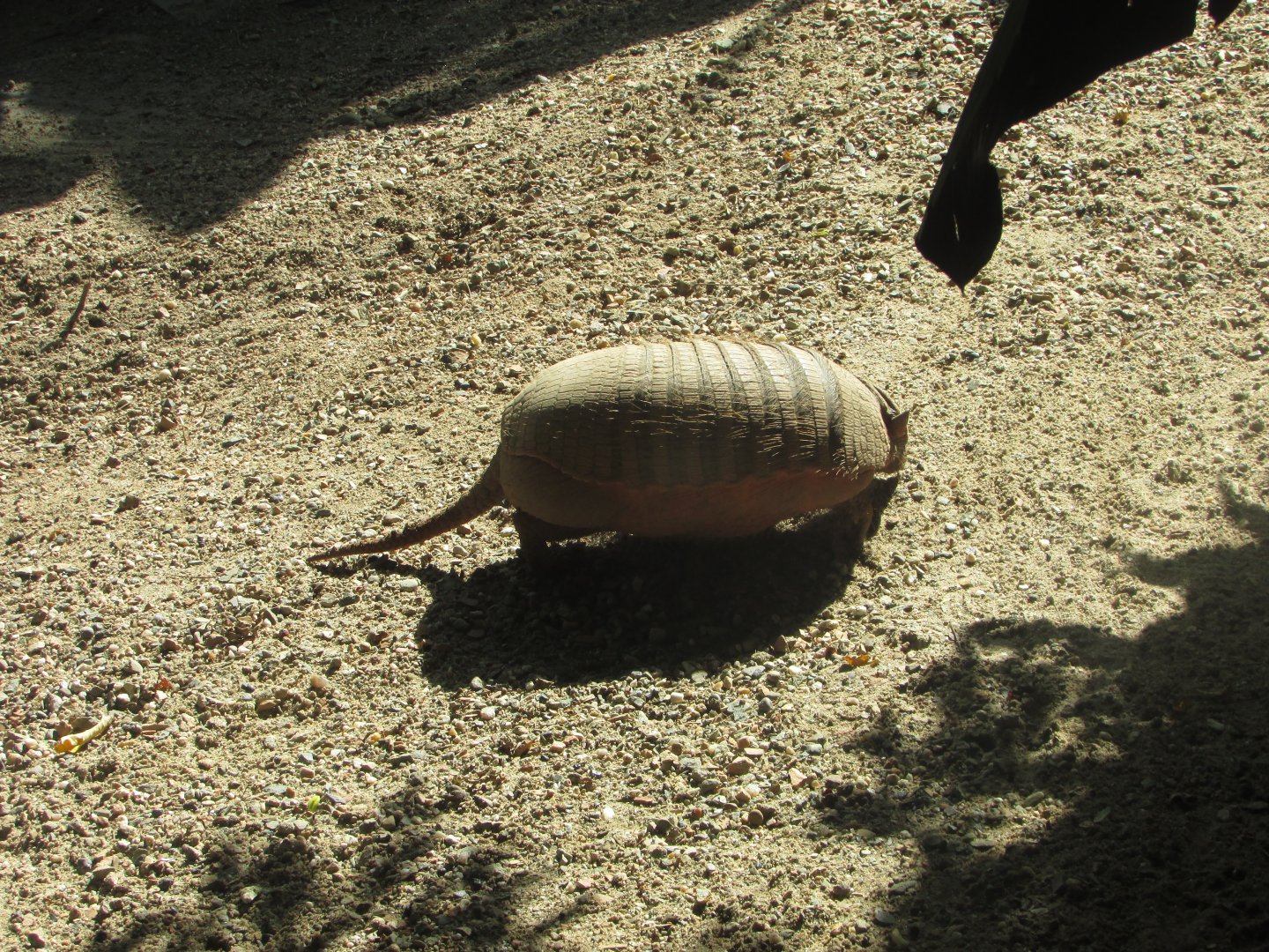 BioParque Zoo Pomerode - Six-banded armadillo