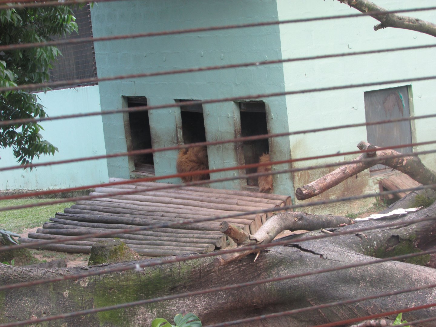 BioParque Zoo Pomerode - Sleeping Angolan lions