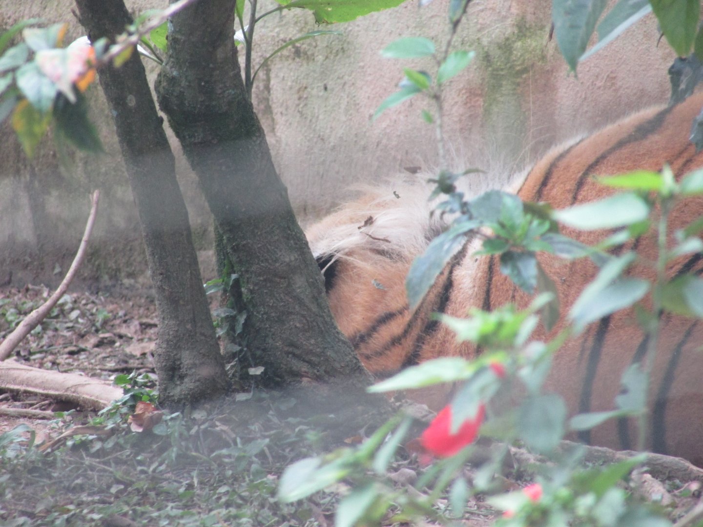 BioParque Zoo Pomerode - Sleeping Siberian tiger