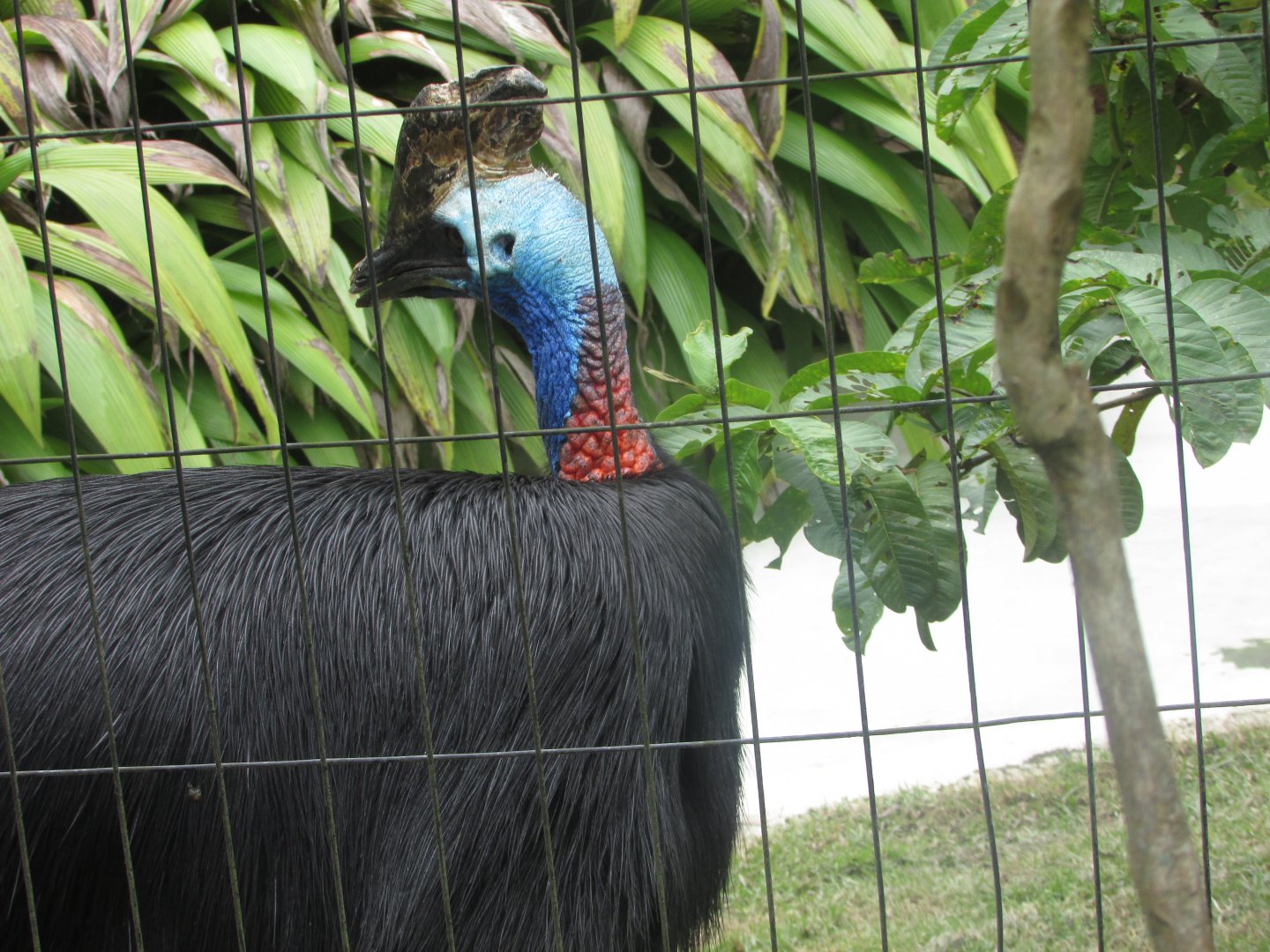 BioParque Zoo Pomerode - Southern cassowary close-up