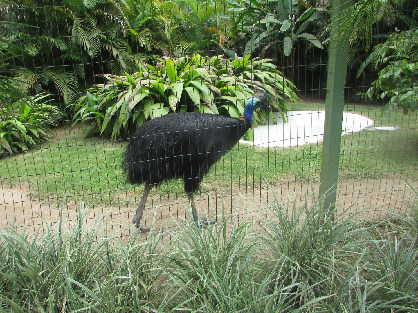 BioParque Zoo Pomerode - Southern cassowary