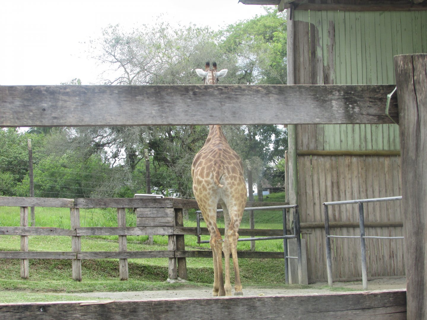 BioParque Zoo Pomerode - Southern giraffe
