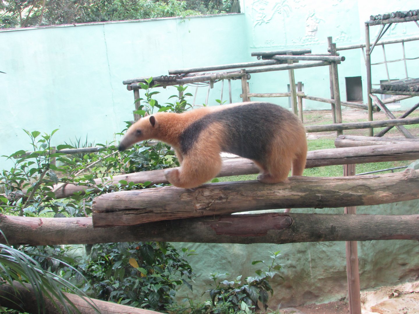 BioParque Zoo Pomerode - Southern lesser anteater (plus background chimpanzee exhibit)