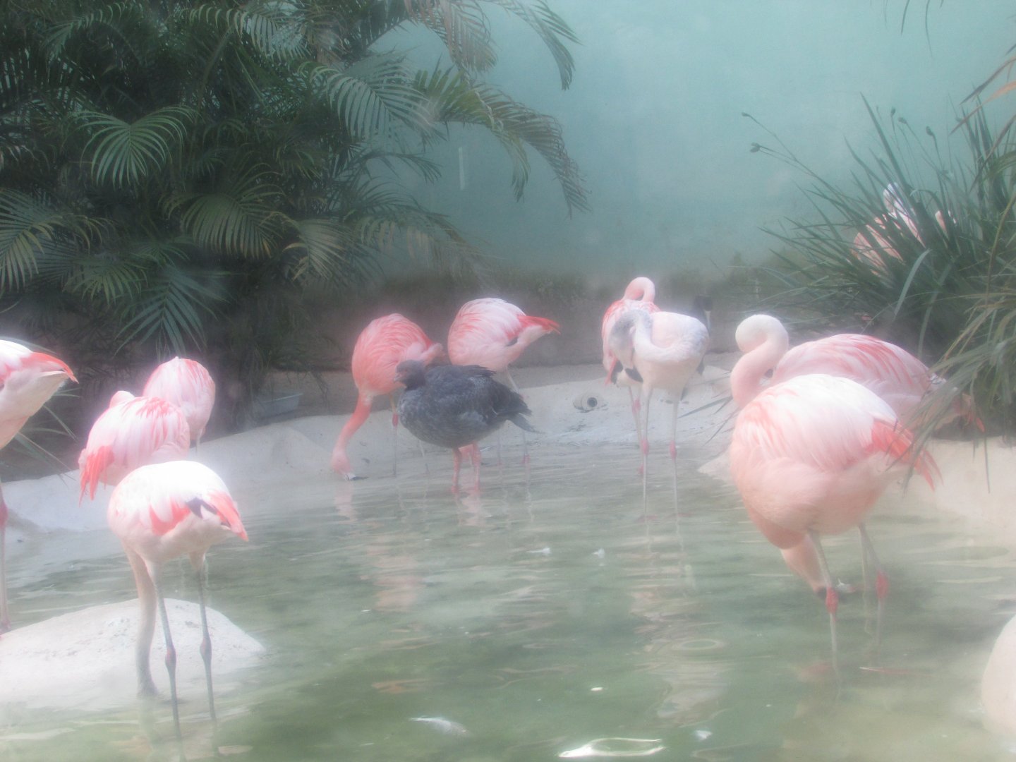 BioParque Zoo Pomerode - Southern screamer