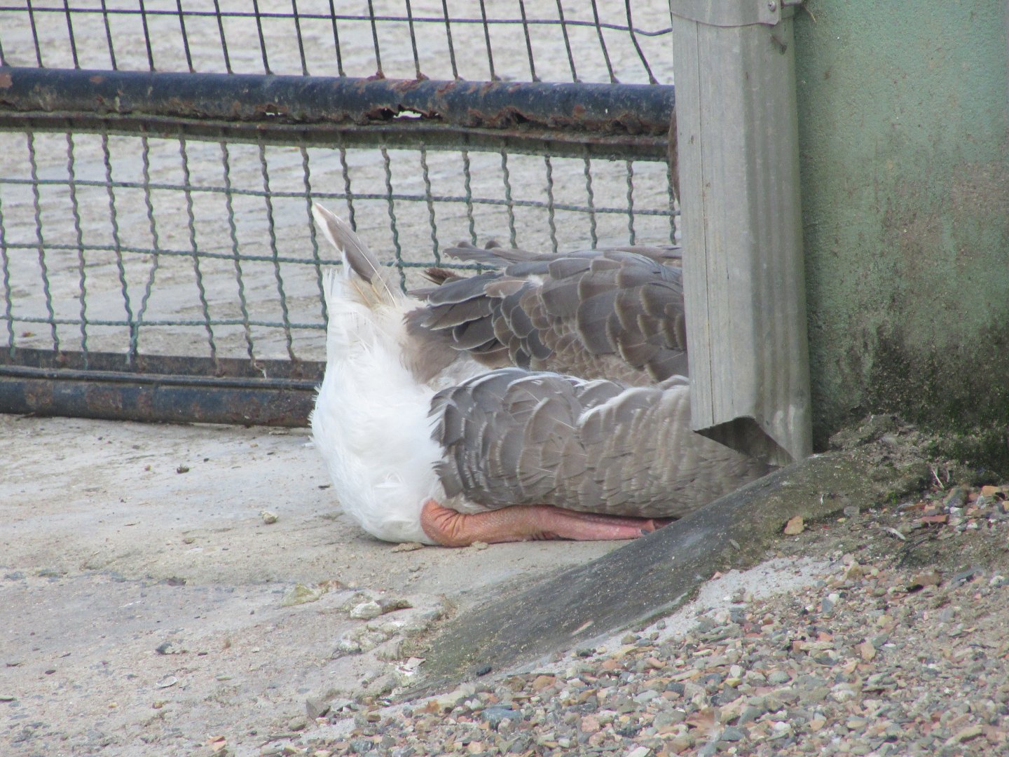 BioParque Zoo Pomerode - Swan goose