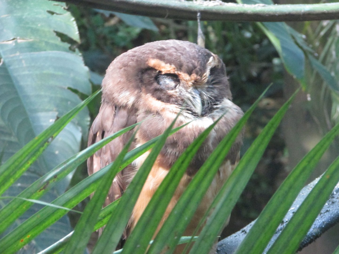 BioParque Zoo Pomerode - Tawny-browed owl