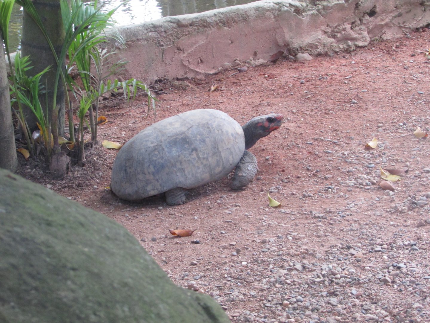 BioParque Zoo Pomerode - Tortoise