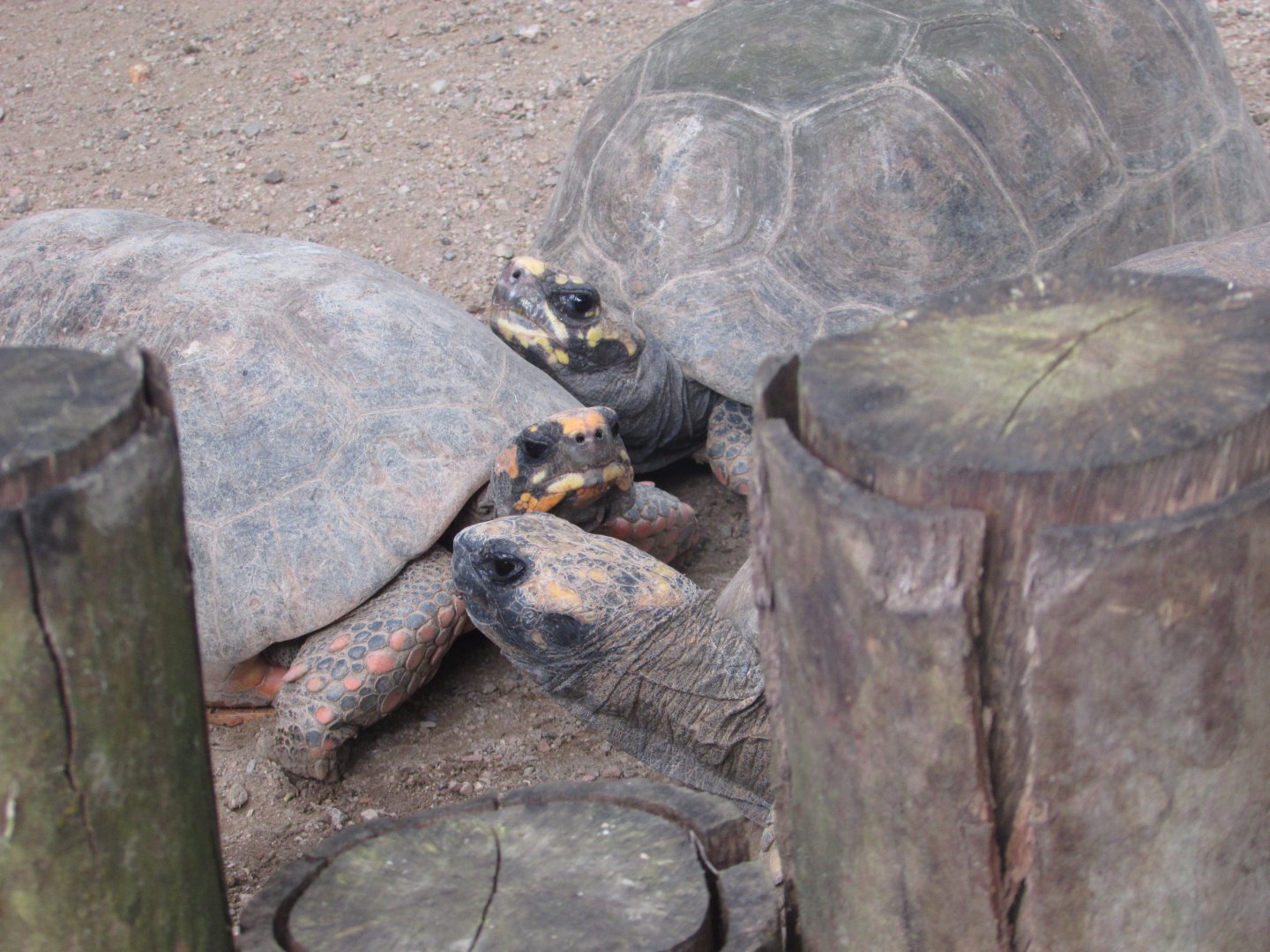BioParque Zoo Pomerode - Tortoises