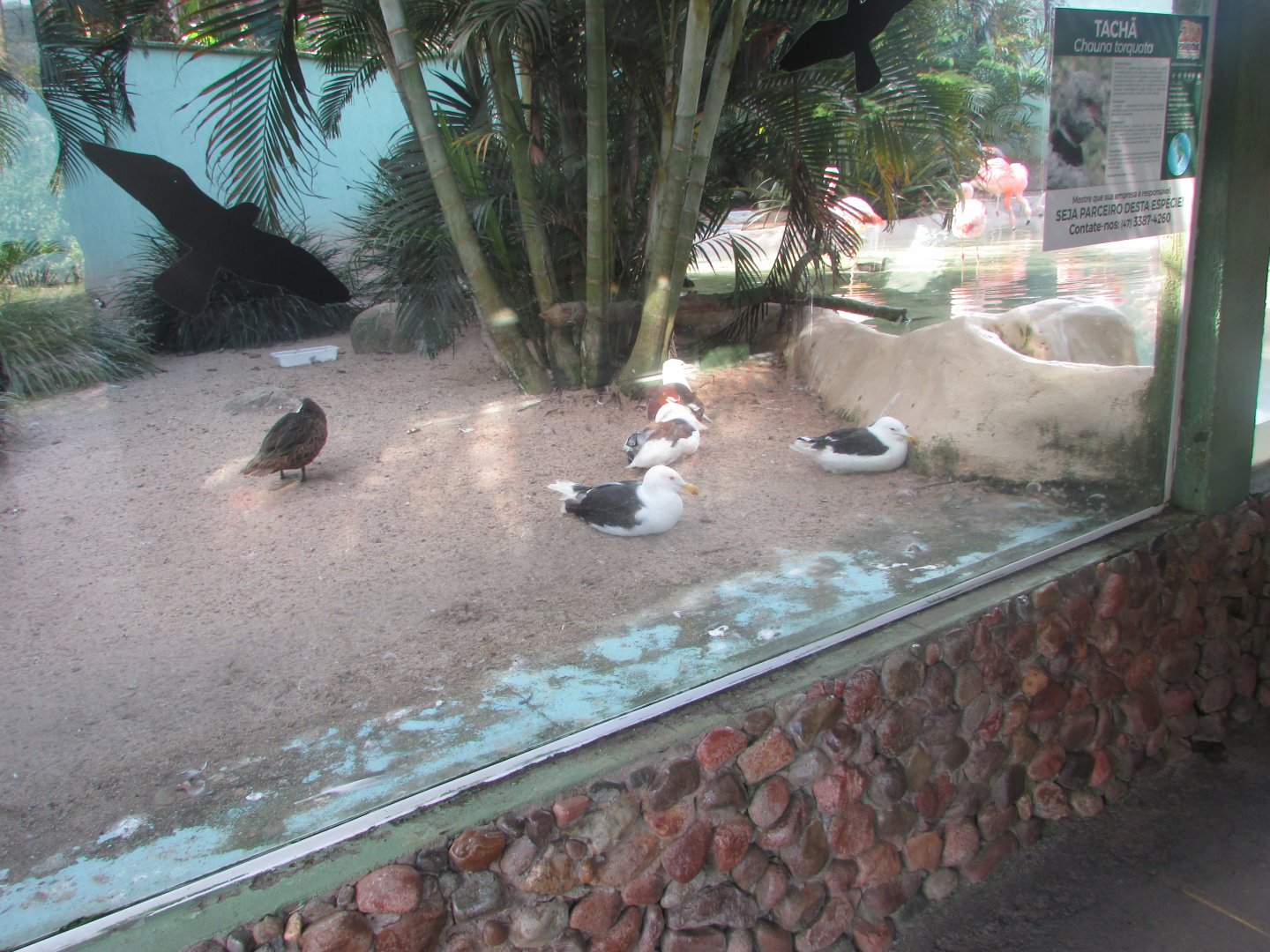 BioParque Zoo Pomerode - Waddling bird exhibit