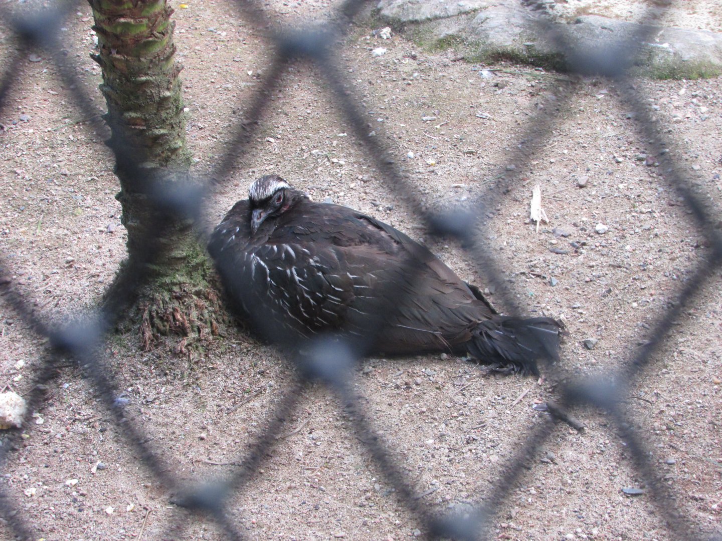 BioParque Zoo Pomerode - White-browed guan