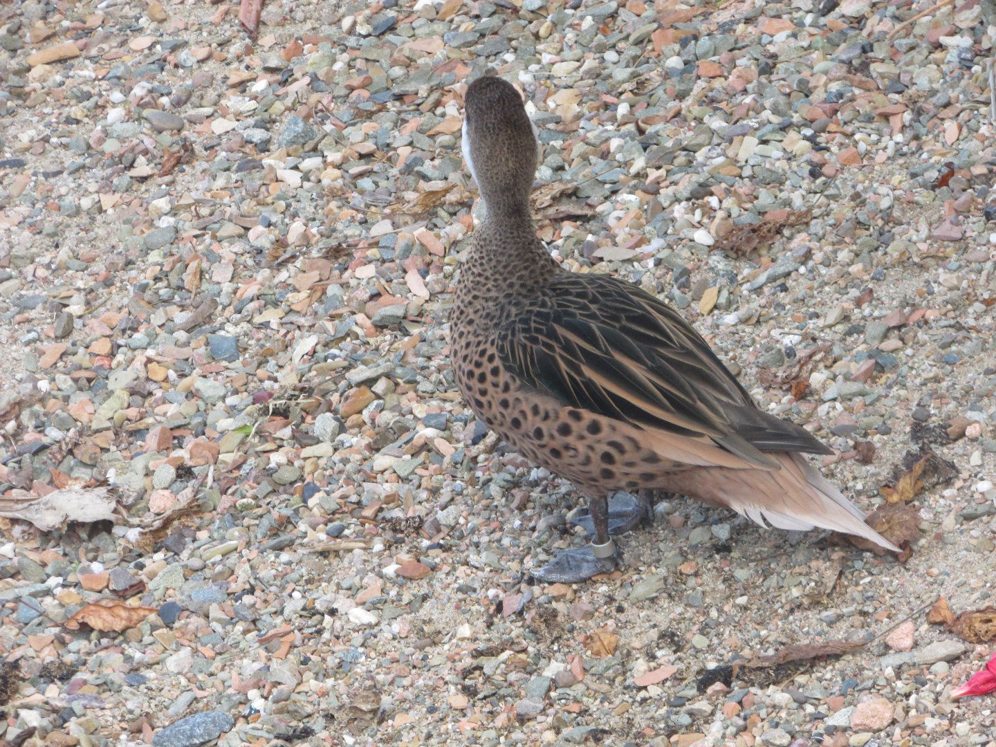 BioParque Zoo Pomerode - White-cheeked pintail