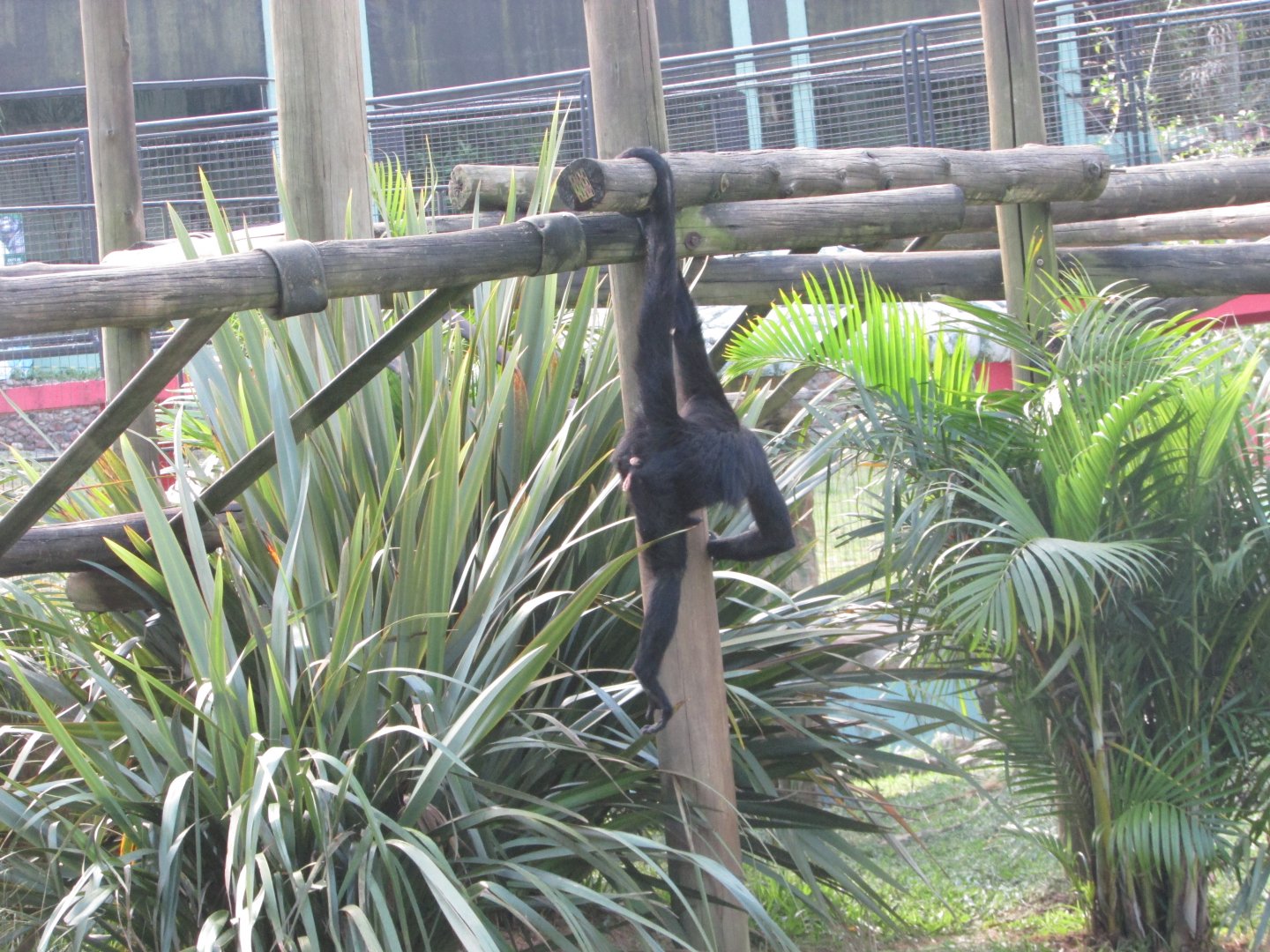 BioParque Zoo Pomerode - White-cheeked spider monkey