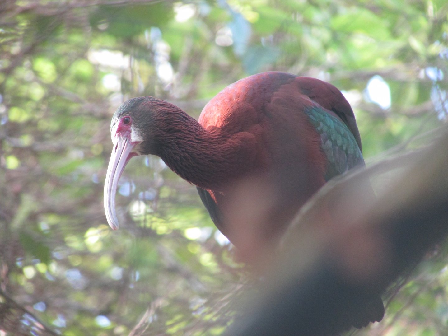BioParque Zoo Pomerode - White-faced ibis
