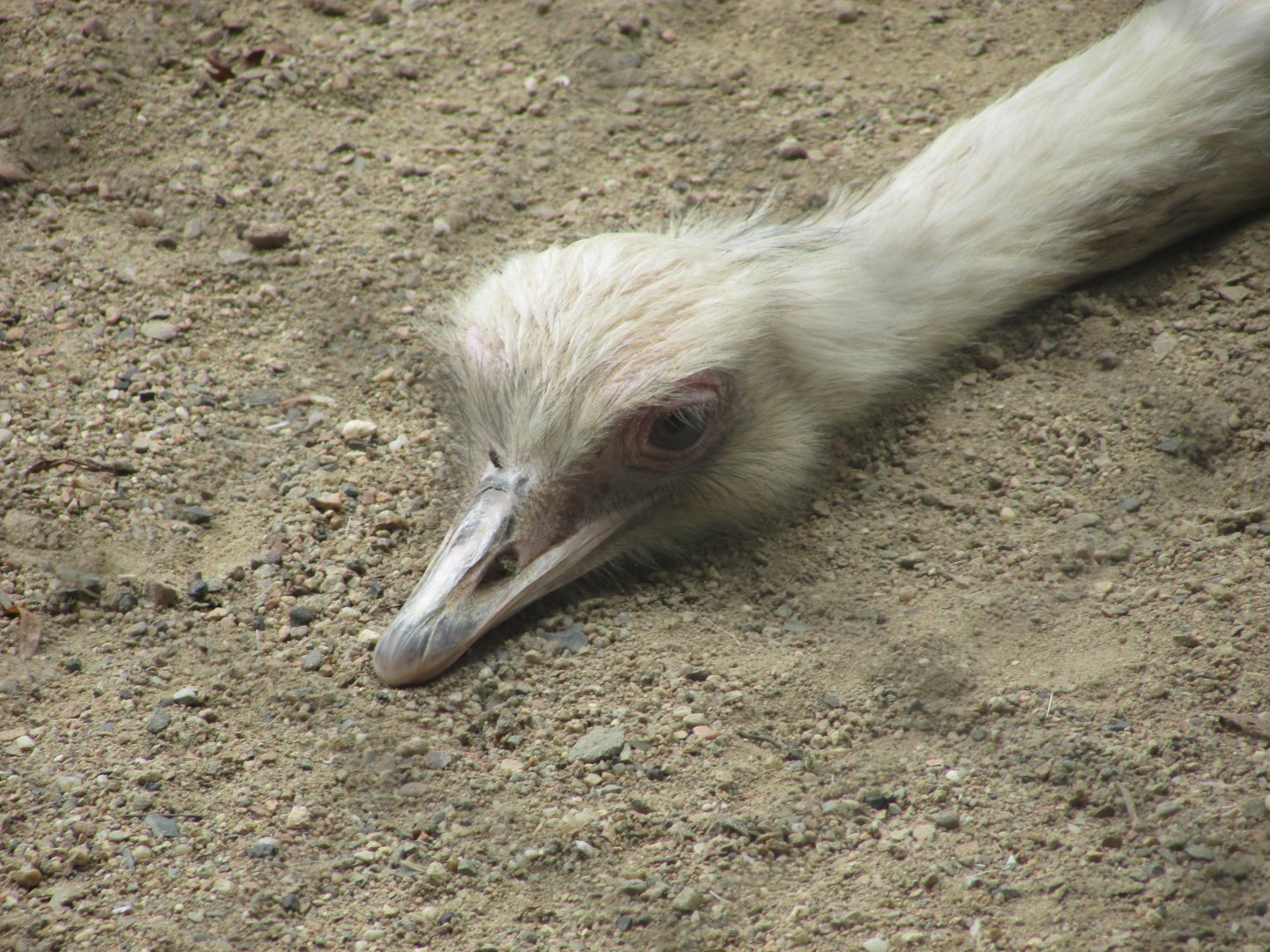BioParque Zoo Pomerode - White greater rhea close-up