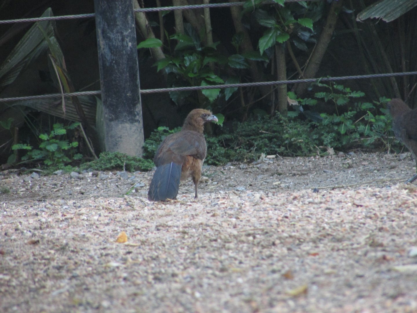 BioParque Zoo Pomerode - Wild scaled chachalaca
