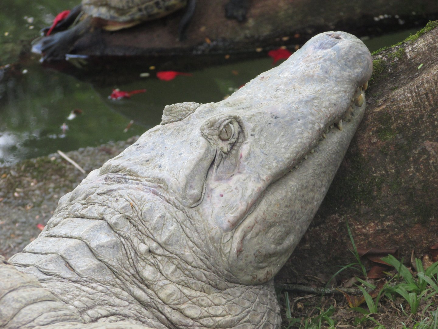 BioParque Zoo Pomerode - Yacare caiman close-up