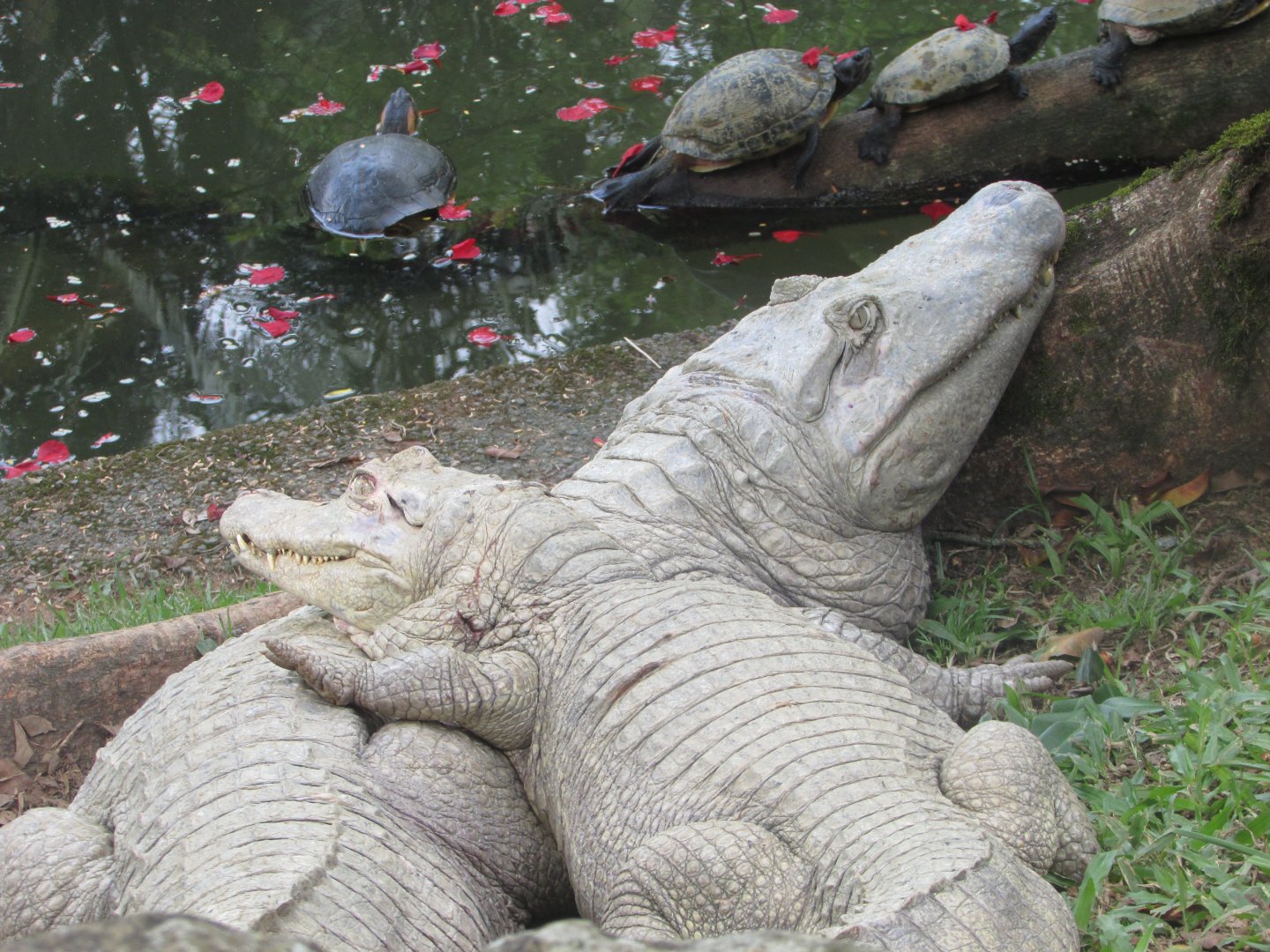 BioParque Zoo Pomerode - Yacare caimans and yellow-eared sliders