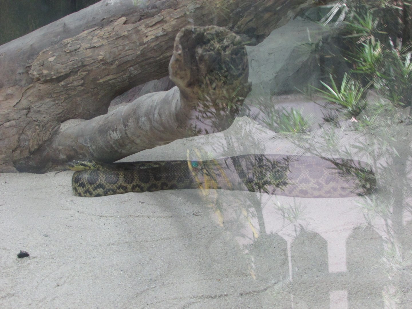 BioParque Zoo Pomerode -Yellow anaconda