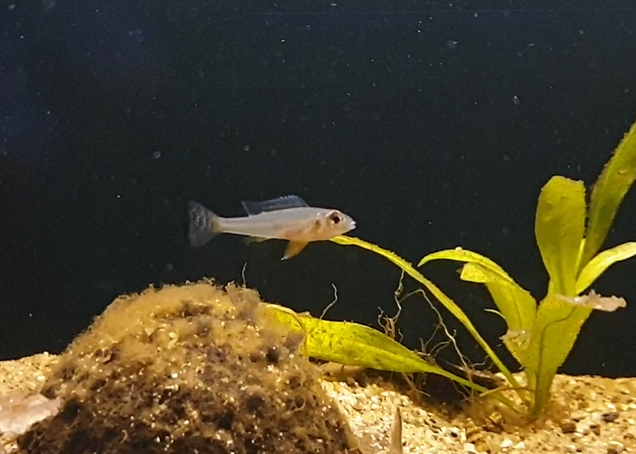 Biotoecus opercularis