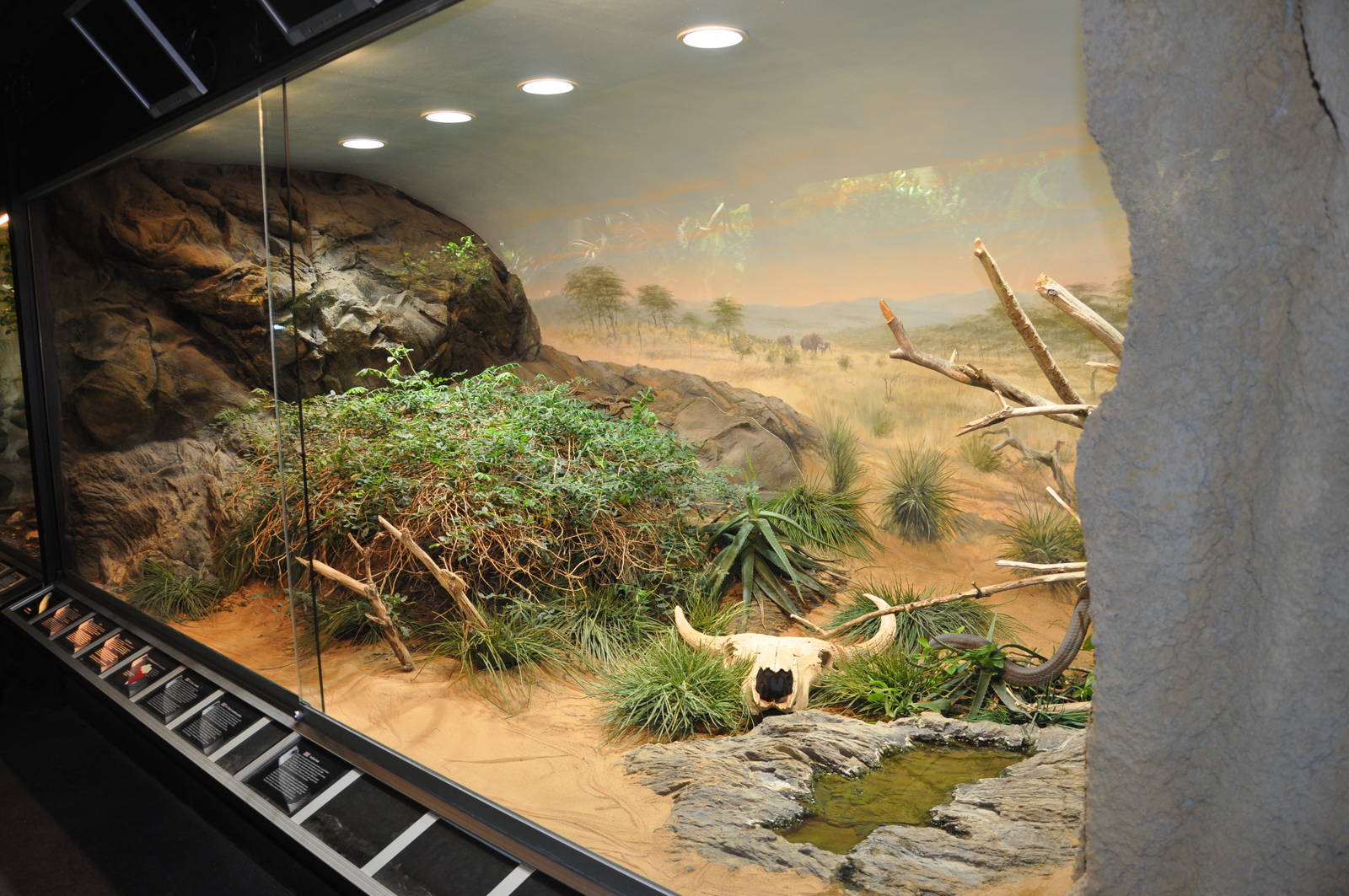 Biotope reptile terrarium