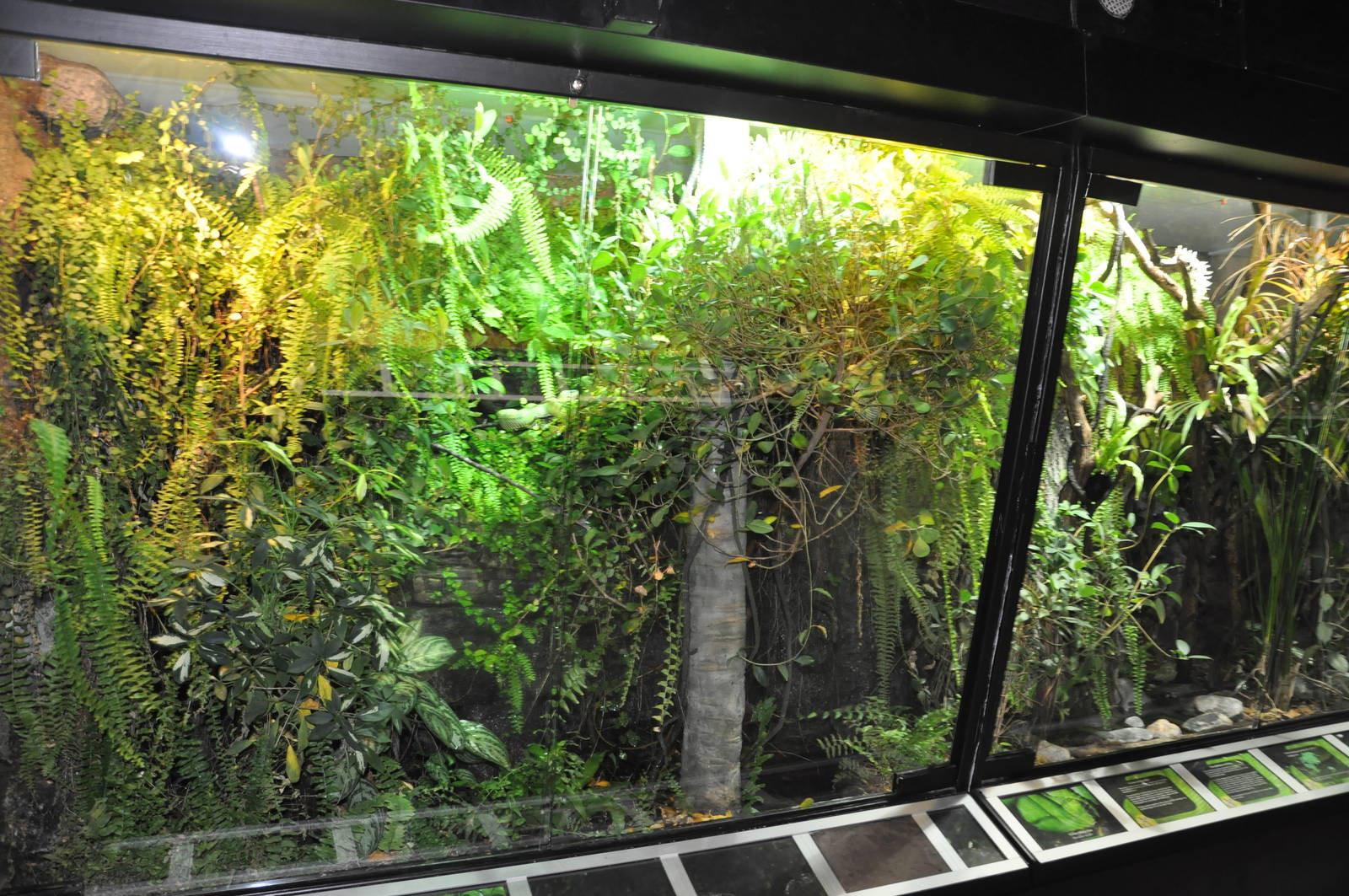 Biotope reptile terrarium