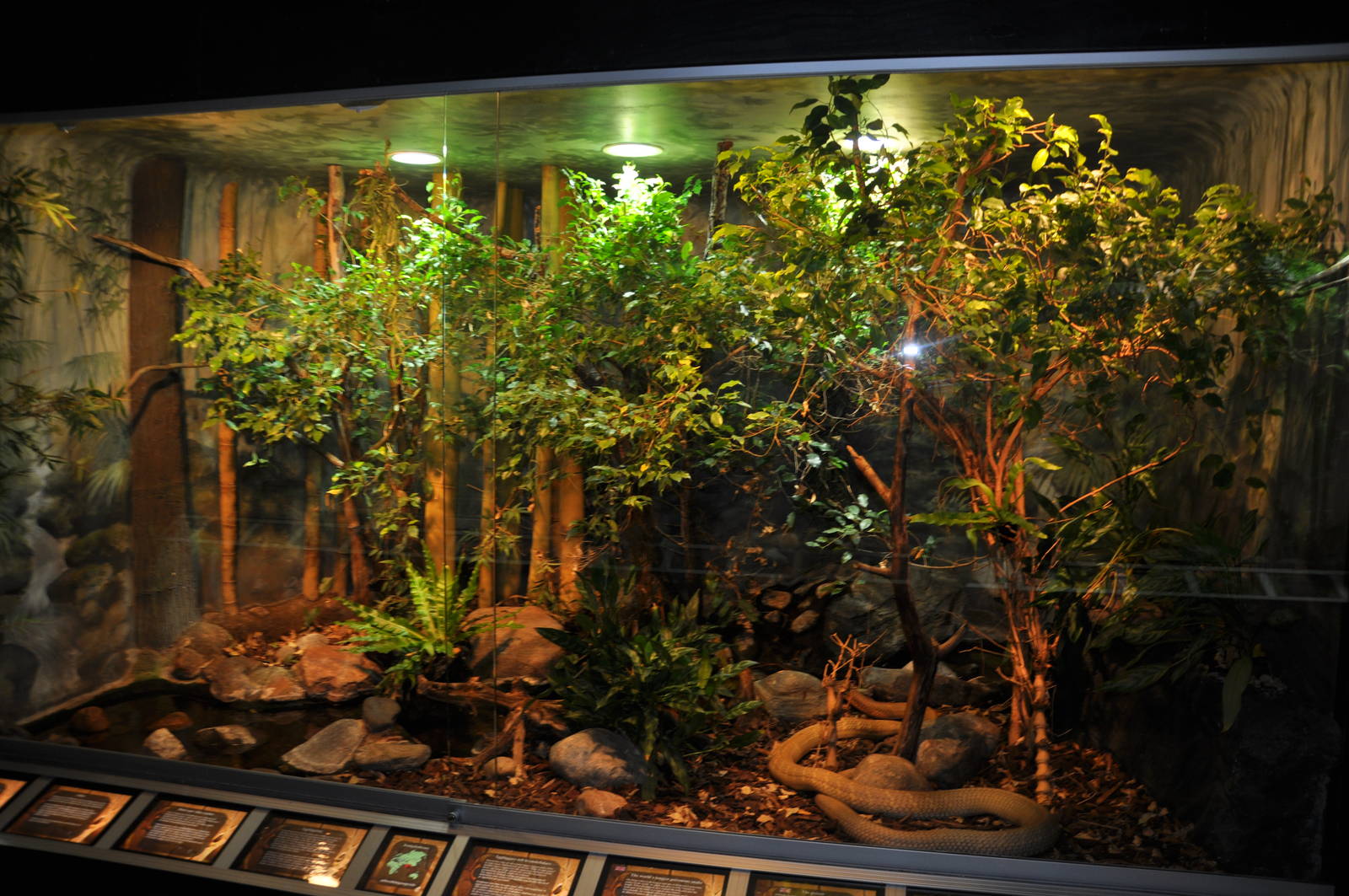 Biotope reptile terrarium