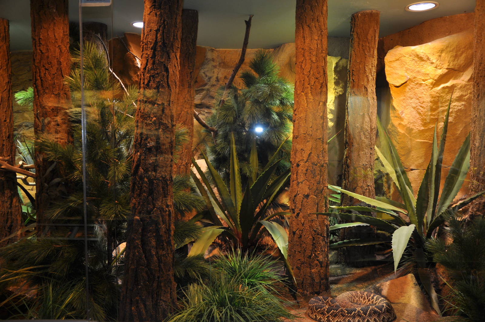 Biotope reptile terrarium