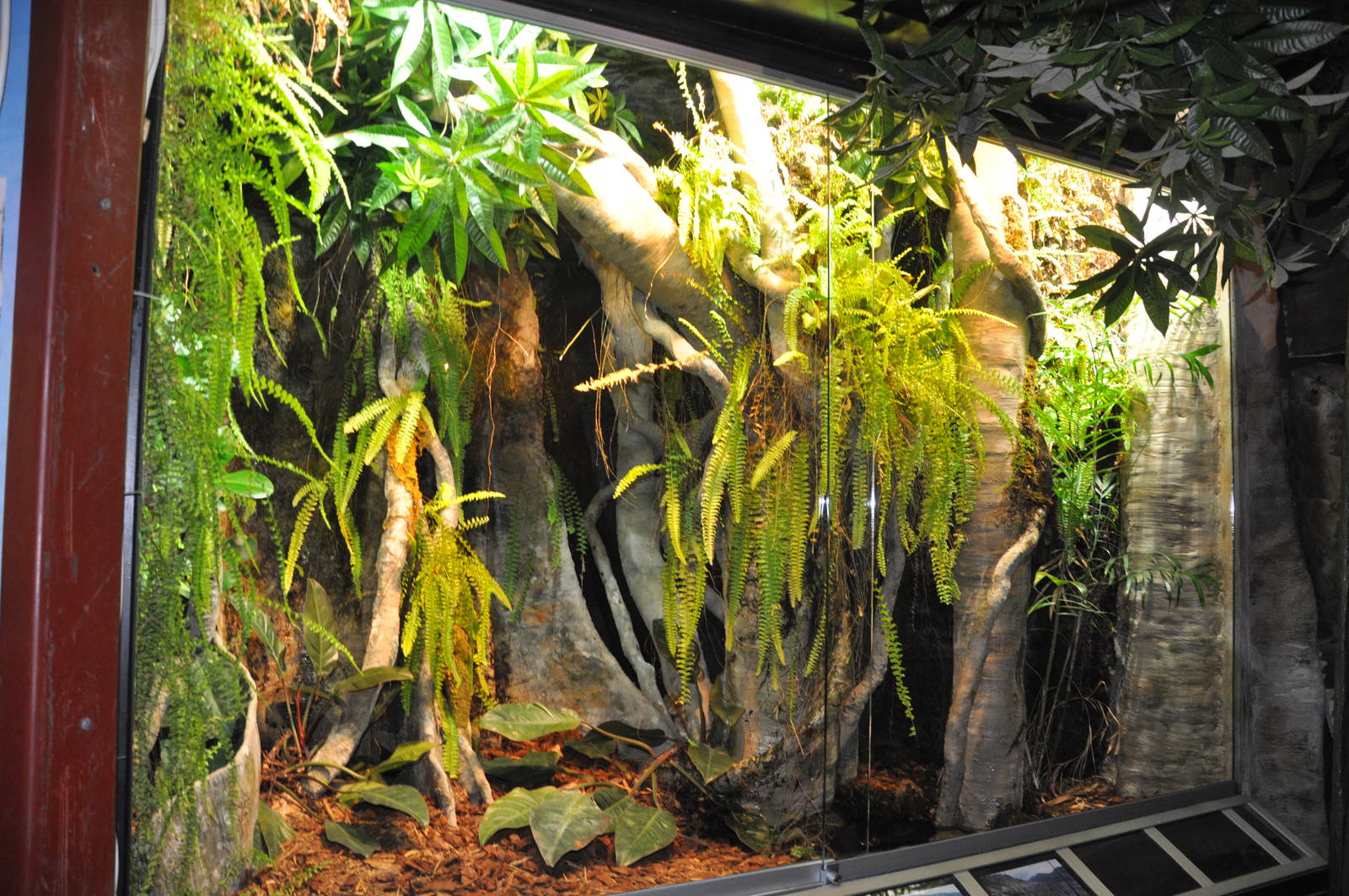 Biotope reptile terrarium