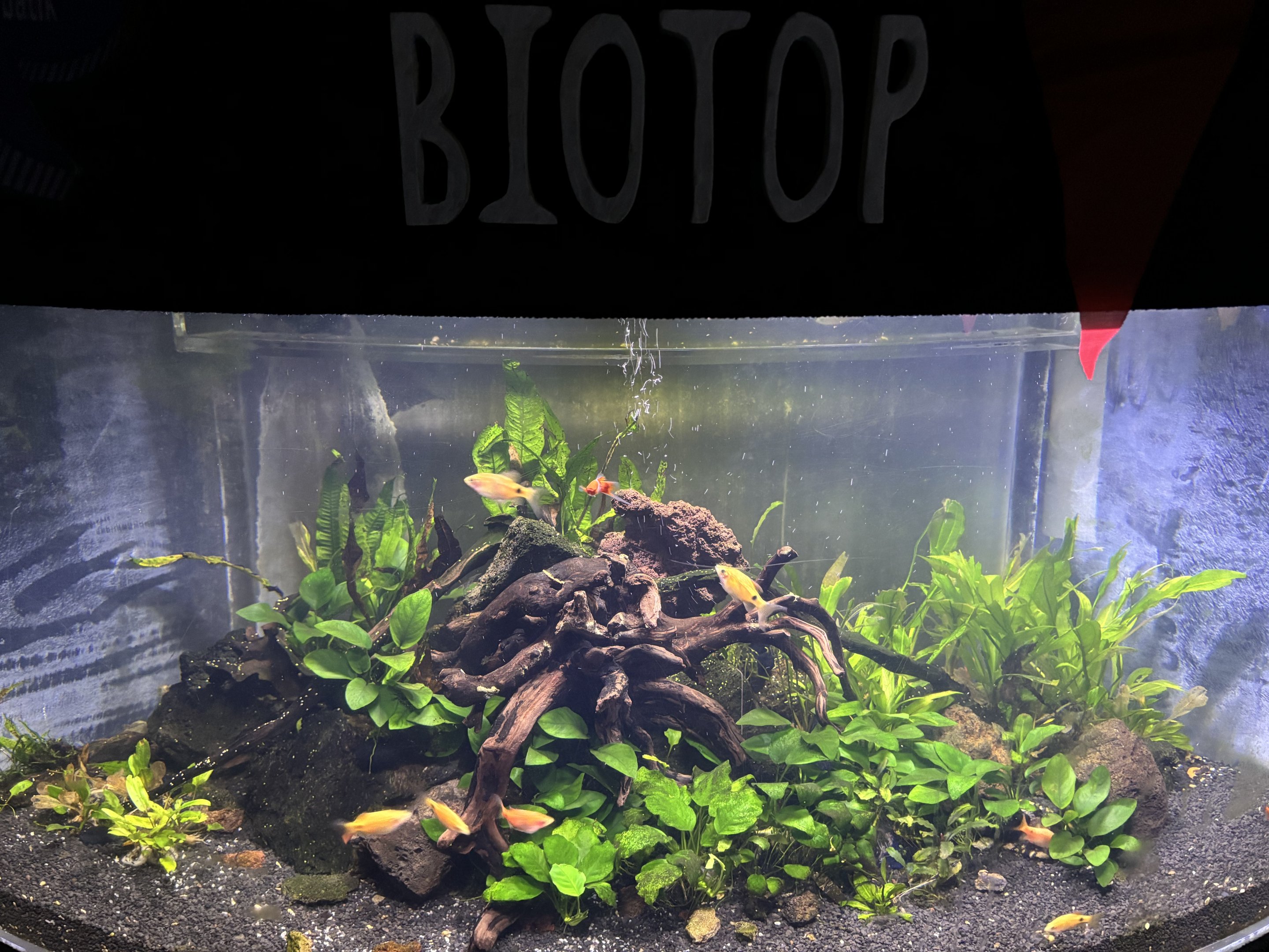 Biotope Tank