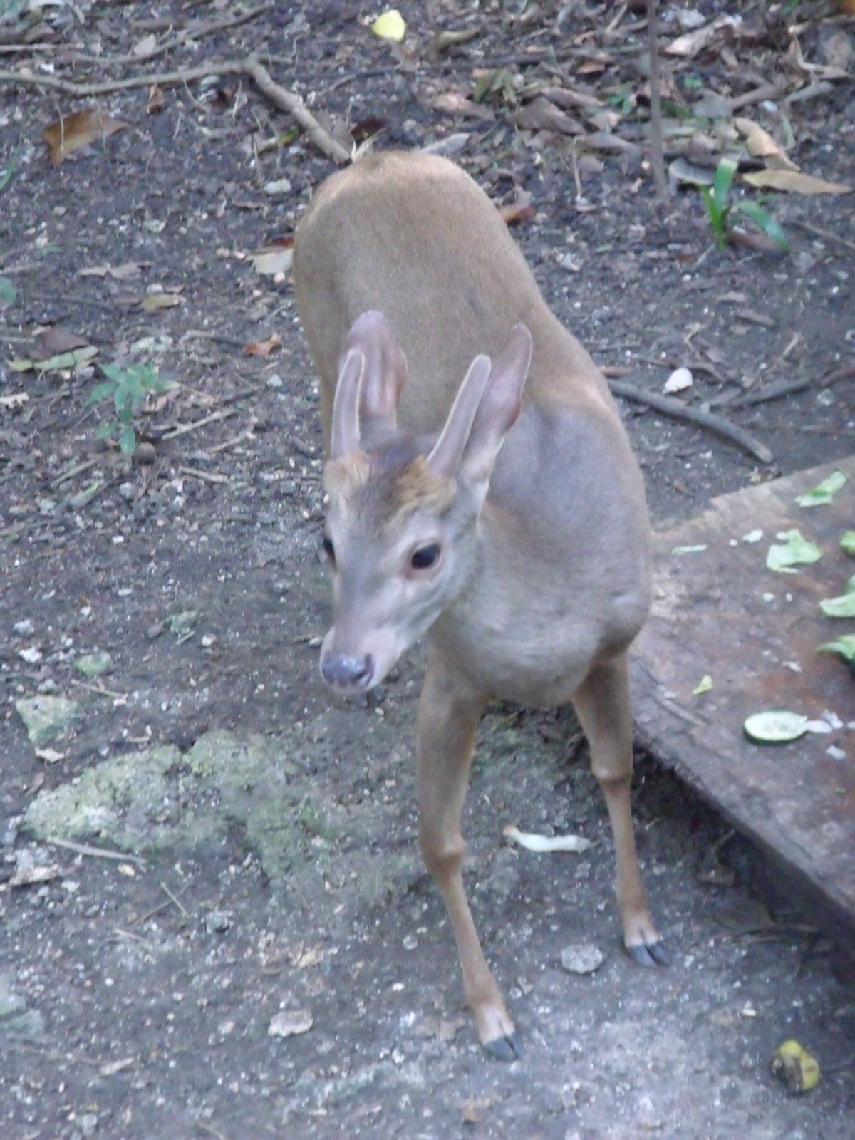 Biouniverzoo Chetumal