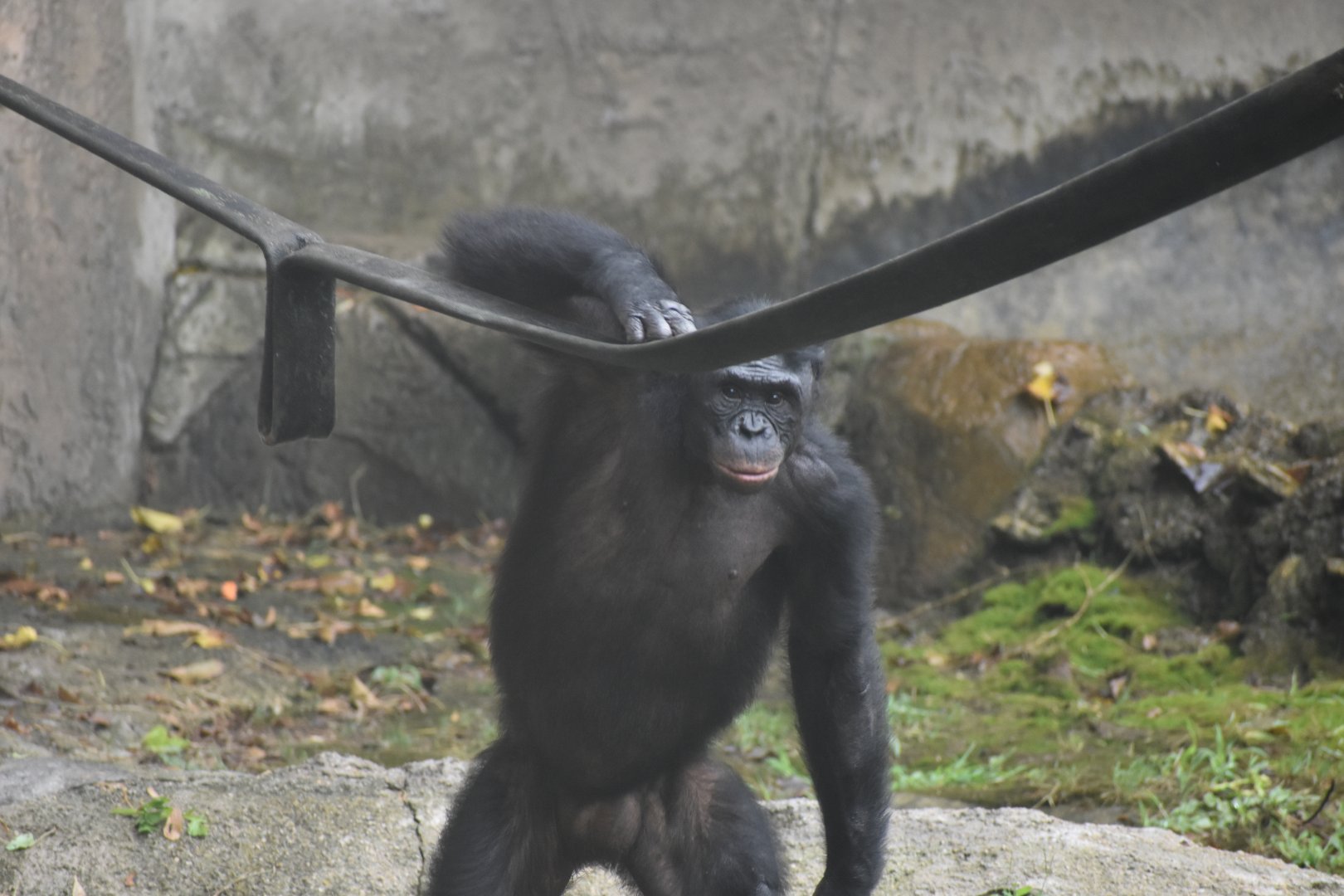Bipedal Bonobo