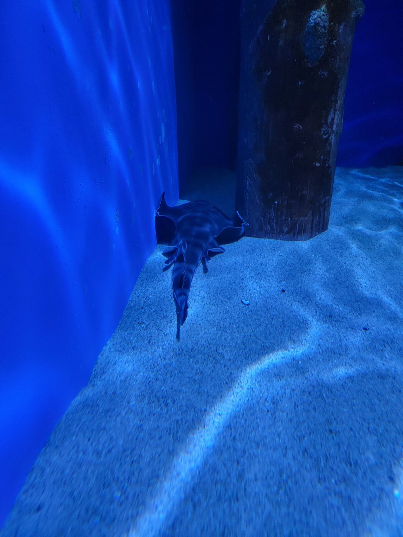 Birch Aquarium - Banded Guitarfish