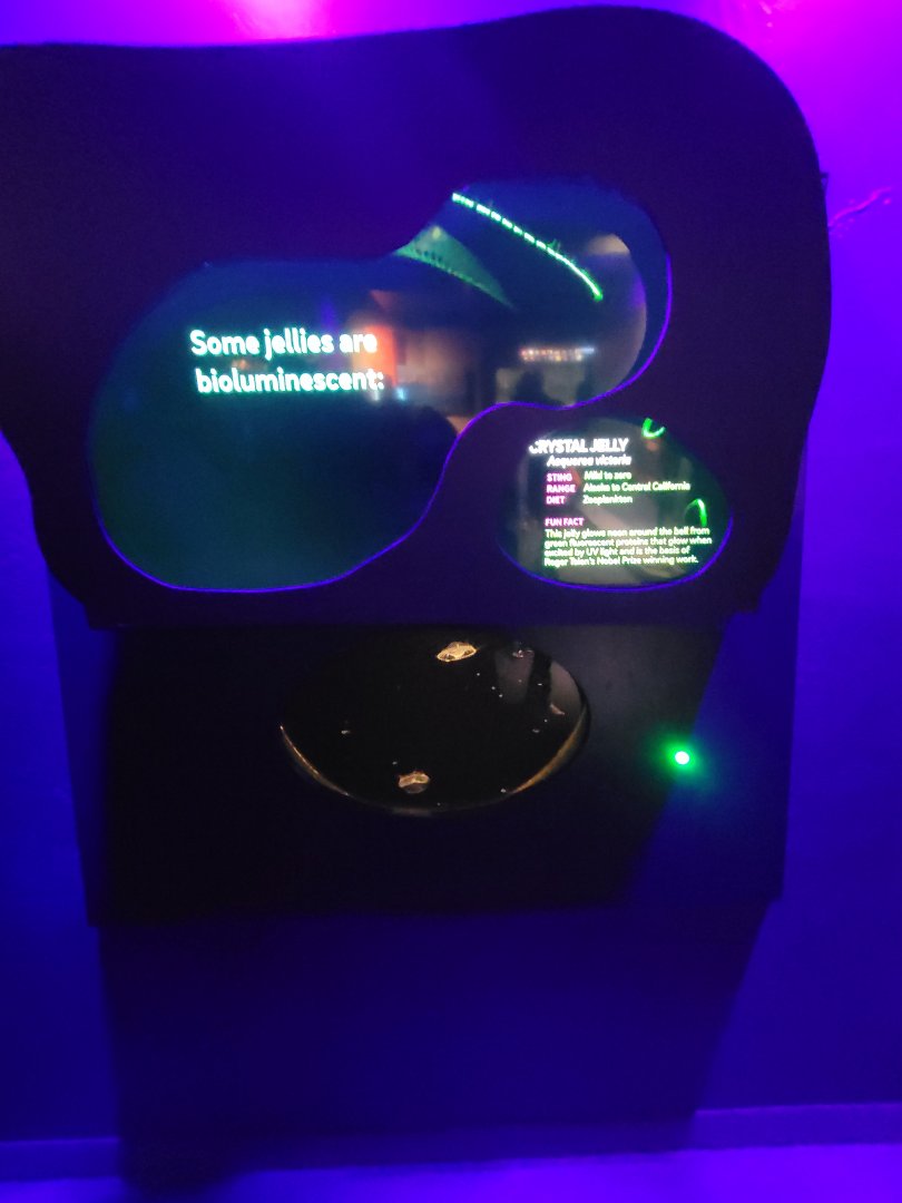 Birch Aquarium - Crystal Jelly