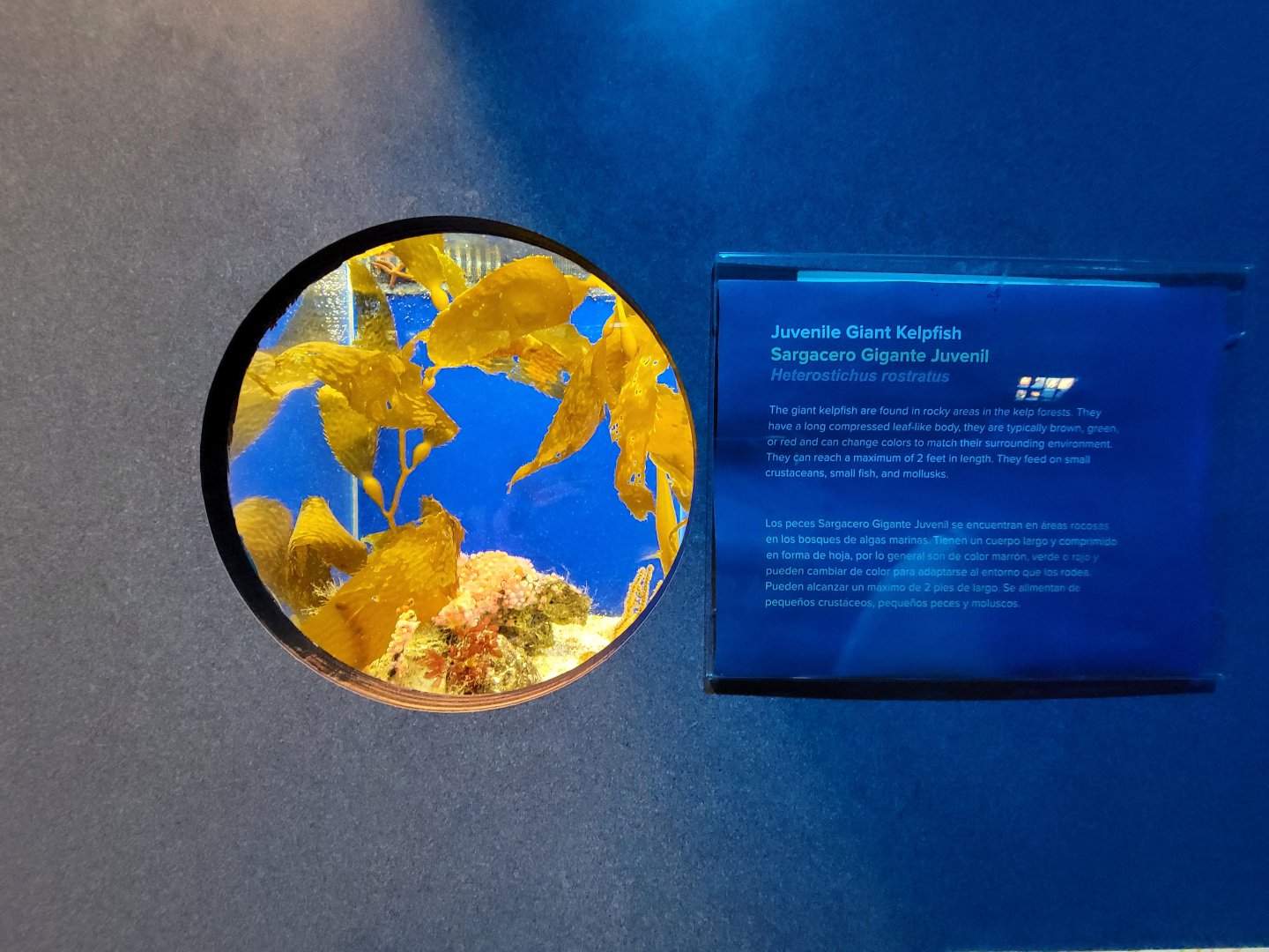 Birch Aquarium - Example of tiny tanks on juvenile wall