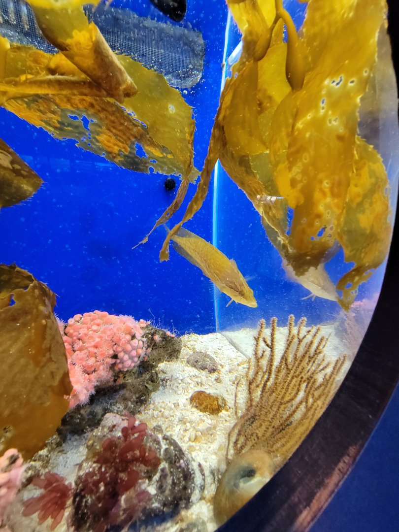 Birch Aquarium - Juvenile giant kelpfish